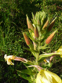 Oenothera glazioviana